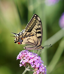 Old World Swallowtail (Papilio machaon), very brightly-colored characteristic tails, yellow, orange, red, green, or blue markings on an iridescent black, blue, or green background