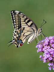 (Papilio machaon) Common yellow swallowtail or Old World swallowtail with protruding tails paused...