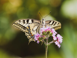 Common yellow swallowtail (Papilio machaon). Closeup front view on a purpletop vervain flower sipping its nectar