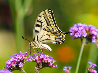 (Papilio machaon) Common yellow swallowtail or Old World swallowtail with protruding tails paused...