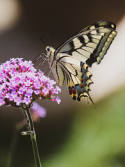 (Papilio machaon) Old World swallowtail or common yellow swallowtail, spectacular butterfly with hindwings with protruding tails like tails of swallows