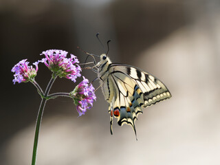 Common yellow swallowtail (Papilio machaon),  beautiful colorful butterfly with long tails paused on a purpletop vervain flower sipping its nectar