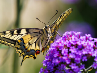 Common yellow swallowtail (Papilio machaon). Closeup front view on a purpletop vervain flower...