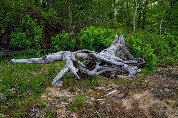 Michigan Summer Wetlands, Lakes, Ponds and Swamps