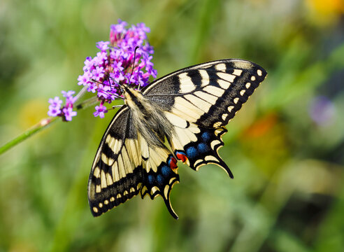 Fototapeta (Papilio machaon) Old World swallowtail or common yellow swallowtail, spectacular butterfly with hindwings with protruding tails like tails of swallows