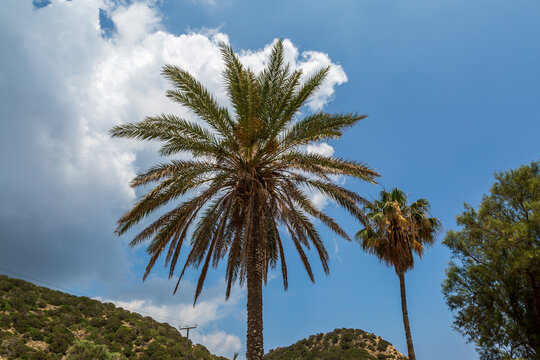 Palm trees growing in the Cypriot sunshine