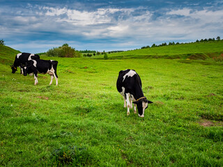 Cows graze in a green meadow. Rural composition. Black and white Holstein cows