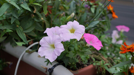 Morning glory flowers in pots outdoors in park
