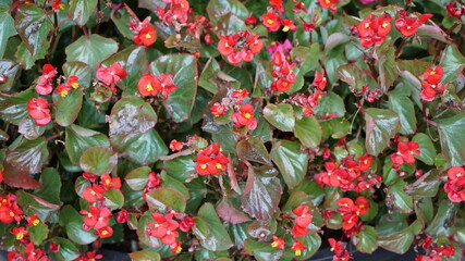 small red flowers in a park pot