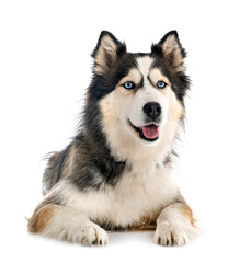 siberian husky in studio