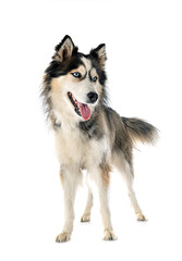 siberian husky in studio