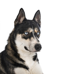 siberian husky in studio