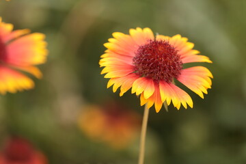 orange yellow flower in summer on a city street