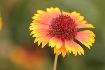 orange yellow flower in summer on a city street