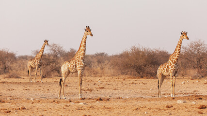 Three giraffes in Etosha National Park. Namibia
