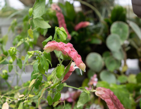 Mexican shrimp plant or false hop is an evergreen shrub
