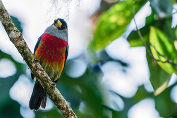 toucan barbet