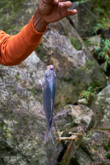 Goldfish caught in the river