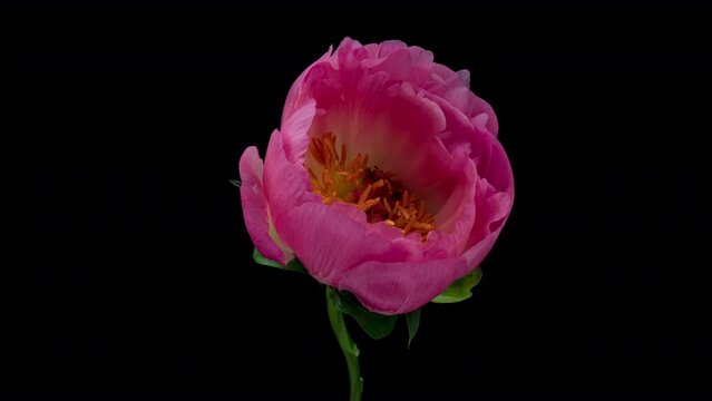 Timelapse of pink peony flower blooming on black background.