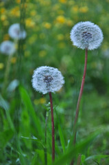 Two dandelion seed heads, more on the background,