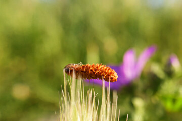 caterpillar on a flower