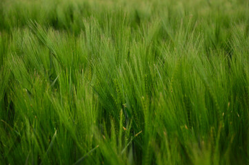 Close up of fresh morning green wheat in spring