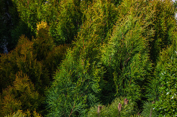 Aerial view of dense green pine forest with canopies of spruce trees and colorful lush foliage in autumn mountains.