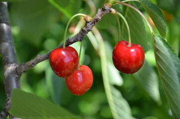 Rote Kirschen reifen am Baum