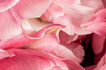 Fototapeta na wymiar delicate pink flower petals. macro. screensaver