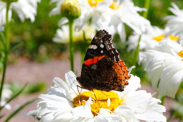 Red Admiral Butterfly (Vanessa atalanta) on a white daisy flower