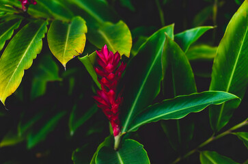Plantas nativas da nossa mata Atlântica. 