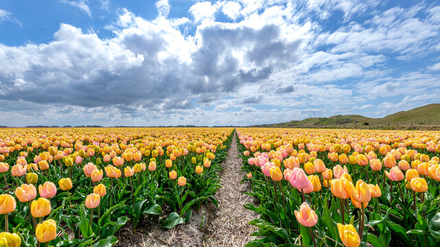 View over the beautiful tulip fields on the island of Texel, Netherlands