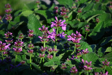 Czyściec abchaski ( Stachys abchasica ) © Monika