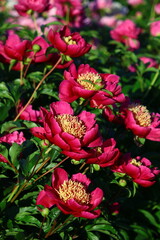 Kwiaty piwonii chińskiej (paeonia lactiflora)