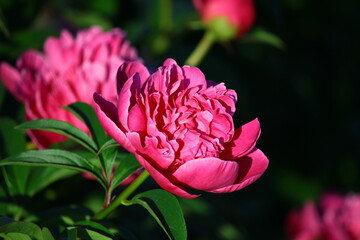 Różowe kwiaty piwonii w ogrodzie - obrazy, fototapety, plakaty
