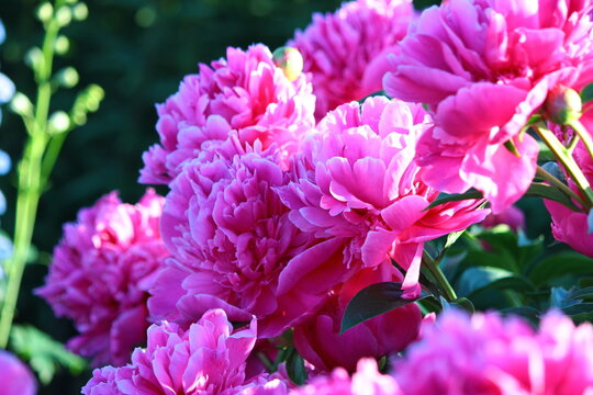 Różowe kwiaty piwonii w ogrodzie © Monika