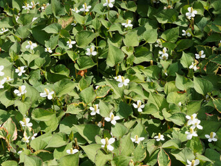 (Houttuynia cordata) Poivre de Chine ou Herbe à poivre variété cameleon, plante décorative, rampante au feuillage teinté de vert et rouge et inflorescence en épis conique jaune à bractées blanches