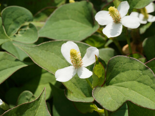 Houttuynia cordata 'Chameleon' | Poivre de Chine ou Herbe &agrave; poivre &agrave; fleurs blanches  jaune p&acirc;le entour&eacute;es de bract&eacute;es blanches sur tige dress&eacute;e au feuillage vert et panach&eacute; cordiforme et pointu