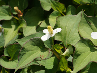 Houttuynia cordata 'Chameleon' | Poivre de Chine ou Herbe à poivre à fleurs blanches  jaune pâle...