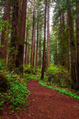 Trail into Redwood National Park