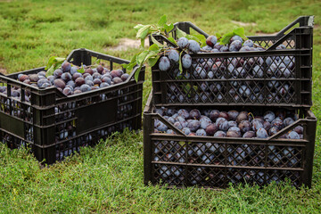 Harvest of blue plums in plastic boxes. Selective focus on the box with plums.