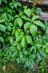 Virginia creeper green leaves
