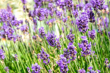 Summy summer purple lavender field