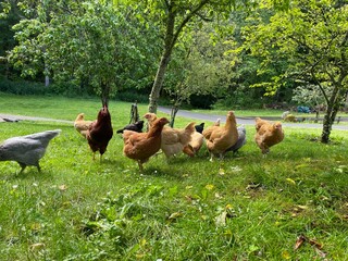 Chickens free range eating in the grass