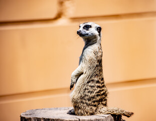 photo of an African Meerkat spies