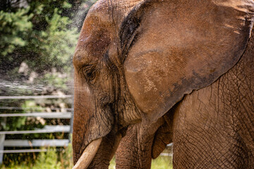 Portrait of a beautiful African bush elephant having bath