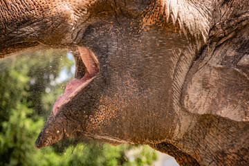 Closeup photo of a beautiful drinking African bush elephant