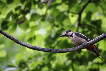 spotted woodpecker