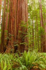 Giant redwoods in Northern California