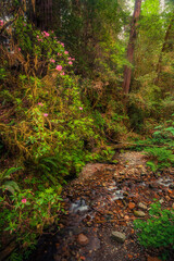 Rhododendrons along a creek in Redwood National Park in the springtime